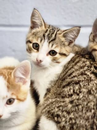 Toadstool - Domestic Shorthair/Mix available for adoption