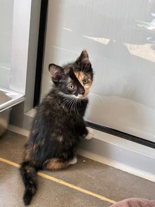 Ruby - Domestic Shorthair/Mix cat available for adoption at Humane Society of Kitchener Waterloo & Stratford Perth in Kitchener