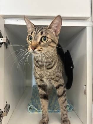 June Bug - Domestic Shorthair/Mix cat available for adoption at Humane Society of Kitchener Waterloo & Stratford Perth in Kitchener
