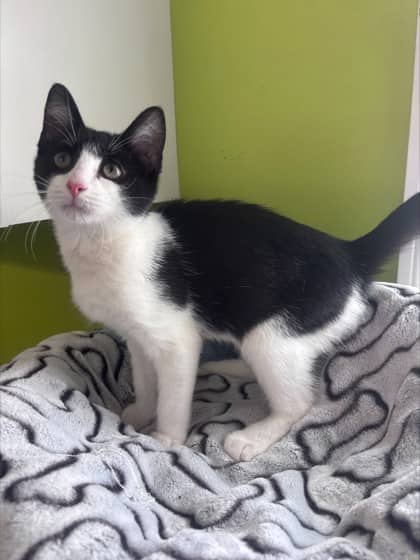 Glaceon - Domestic Shorthair Mix available for adoption