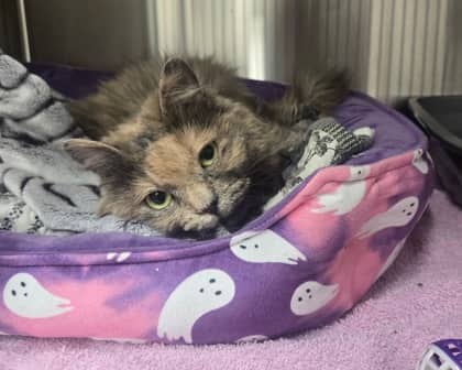 Percy - Domestic Longhair Mix available for adoption