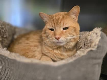 Broccoli - Domestic Shorthair Mix cat available for adoption at Nova Scotia SPCA in Halifax