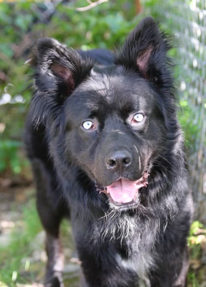 Rex - Alaskan Husky Mix available for adoption in Calgary