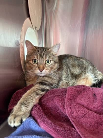 Puddin - Domestic Shorthair Mix cat available for adoption at Nova Scotia SPCA in Halifax