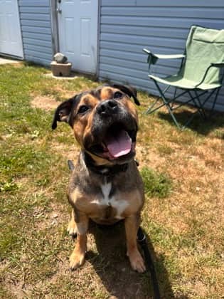 Zeus - Bulldog, American / Terrier, Pit Bull available for adoption at Nova Scotia SPCA in Halifax