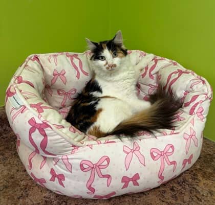 Adelaide - Domestic Medium Hair Mix cat available for adoption at Nova Scotia SPCA in Halifax