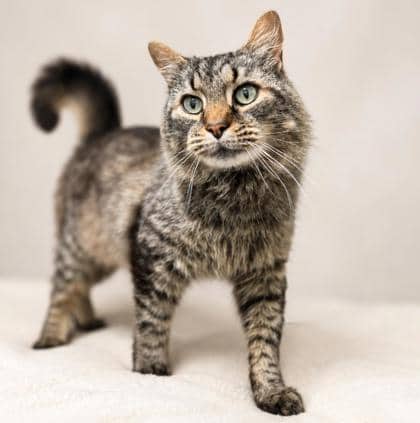 Mogley - Domestic Medium Hair Mix cat available for adoption at Nova Scotia SPCA in Halifax