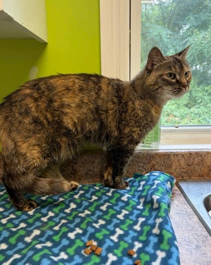 Nala - Domestic Shorthair Mix cat available for adoption at Nova Scotia SPCA in Halifax