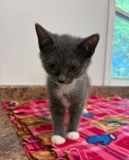 Mildred - Domestic Shorthair Mix available for adoption