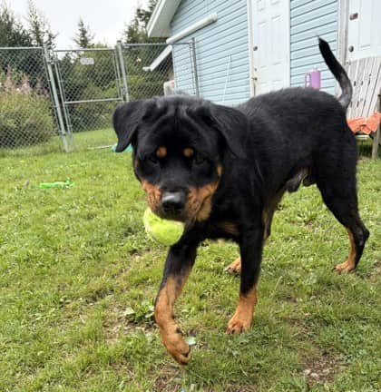 Rufus - Rottweiler Mix available for adoption in Nova Scotia
