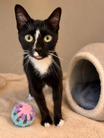 Spencer - Domestic Shorthair Mix cat available for adoption at Nova Scotia SPCA in Halifax