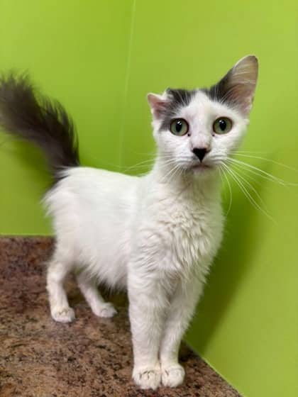 Dolly Purrton - Domestic Medium Hair Mix cat available for adoption at Nova Scotia SPCA in Halifax