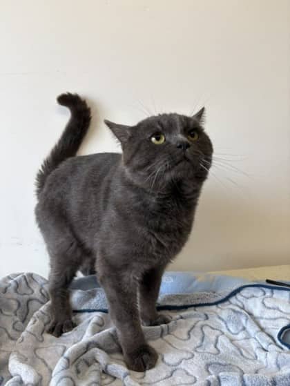 Zip - British Shorthair Mix cat available for adoption in Nova Scotia