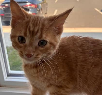 Cytosine - Domestic Shorthair Mix available for adoption