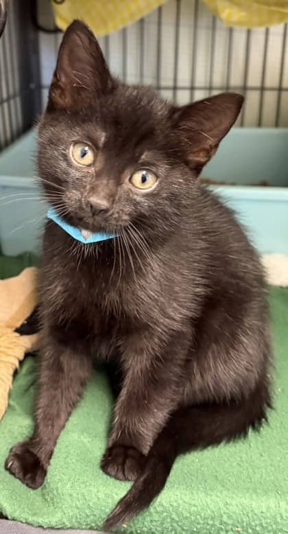Nyx - Domestic Shorthair Mix available for adoption