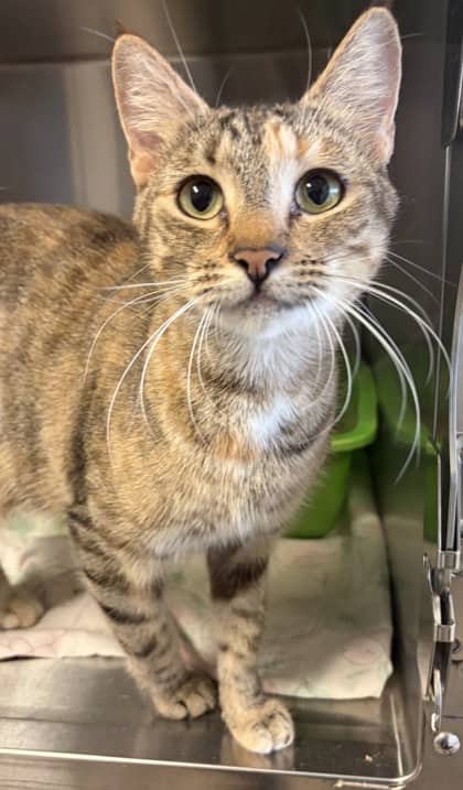 Stevie - Domestic Shorthair Mix cat available for adoption at Nova Scotia SPCA in Halifax