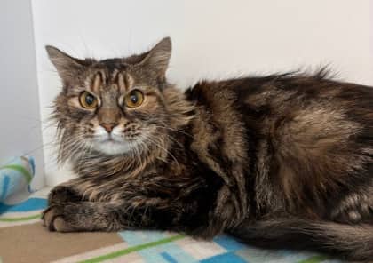 Peanut - Domestic Medium Hair Mix cat available for adoption at Nova Scotia SPCA in Halifax