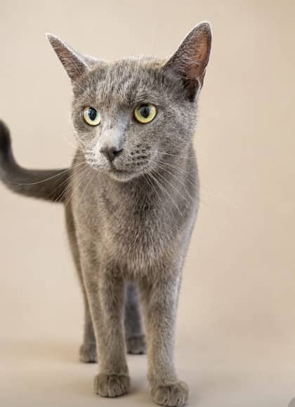 Kallie - Domestic Shorthair Mix available for adoption
