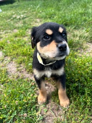 Woody - Rottweiler Mix available for adoption at Nova Scotia SPCA in Halifax