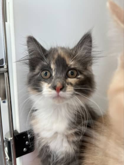 Popoki - Domestic Longhair Mix cat available for adoption at Nova Scotia SPCA in Halifax
