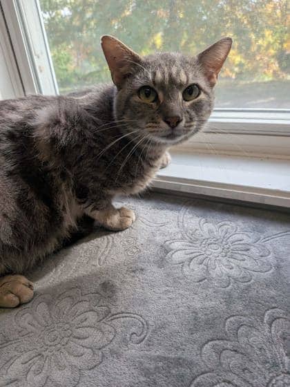 Wil - Domestic Shorthair Mix cat available for adoption at Nova Scotia SPCA in Halifax