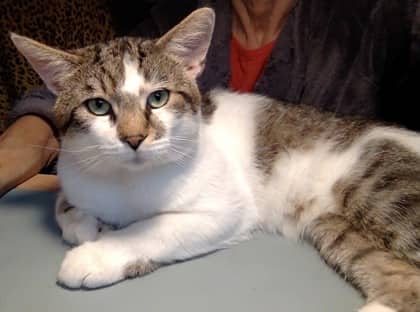 Glen - Domestic Shorthair Mix available for adoption