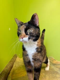 Wanda - Domestic Shorthair Mix cat available for adoption in Calgary