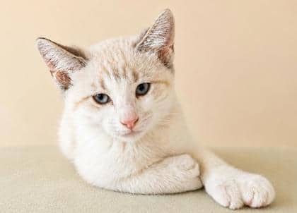 River - Domestic Shorthair Mix cat available for adoption at Nova Scotia SPCA in Halifax