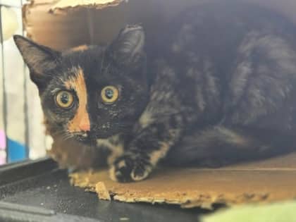 Kairi - Domestic Shorthair Mix cat available for adoption at Nova Scotia SPCA in Halifax