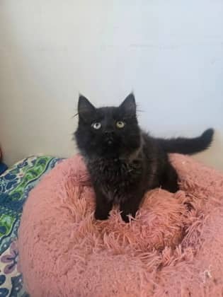 Nebula - Domestic Longhair Mix cat available for adoption at Nova Scotia SPCA in Halifax