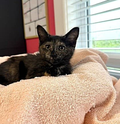 Quarter Pounder With Cheese - Domestic Shorthair Mix available for adoption