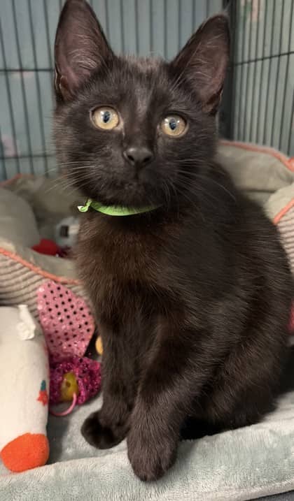 Elliot - Domestic Shorthair Mix cat available for adoption at Nova Scotia SPCA in Halifax