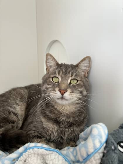 Wilt - Domestic Shorthair Mix cat available for adoption at Nova Scotia SPCA in Halifax
