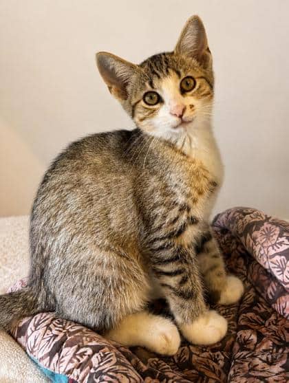 Storm - Domestic Shorthair Mix available for adoption