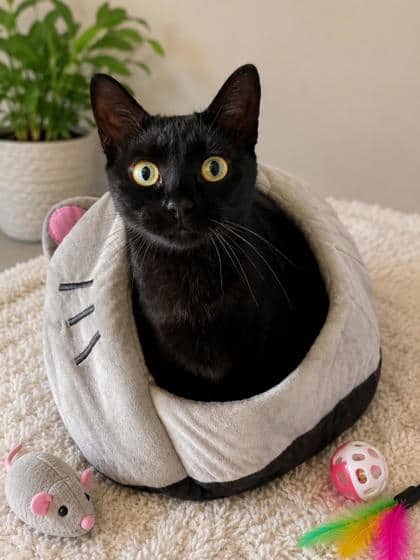 Milo - Domestic Shorthair Mix cat available for adoption at Nova Scotia SPCA in Halifax