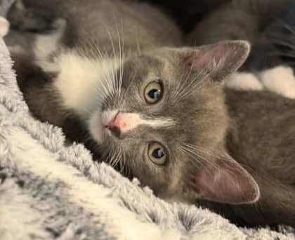 Duncan - Domestic Shorthair Mix cat available for adoption at Nova Scotia SPCA in Halifax