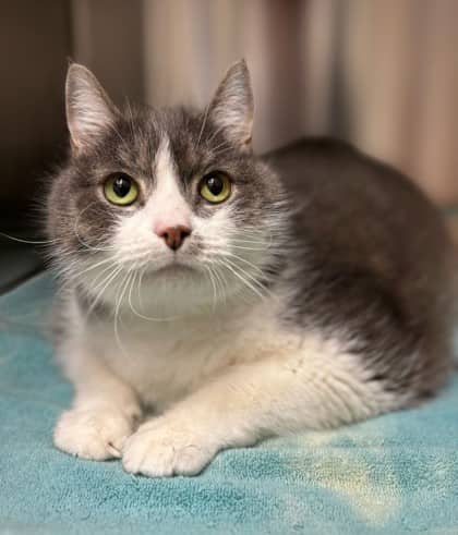 Aries - Domestic Medium Hair Mix cat available for adoption at Nova Scotia SPCA in Halifax