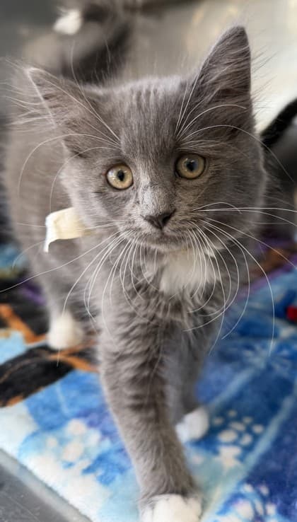 Chihiro - Domestic Medium Hair Mix cat available for adoption at Nova Scotia SPCA in Halifax