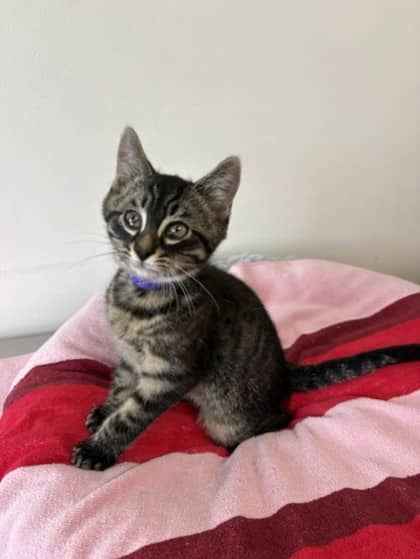 Chicken - Domestic Shorthair Mix available for adoption