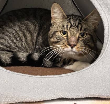 Laken - Domestic Shorthair Mix available for adoption
