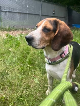 Tobin - Beagle Mix available for adoption at Nova Scotia SPCA in Halifax
