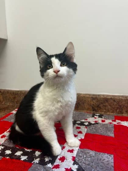 Will - Domestic Shorthair Mix cat available for adoption at Nova Scotia SPCA in Halifax