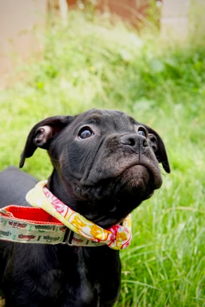 Raspberry - Mastiff Mix available for adoption at Nova Scotia SPCA in Halifax