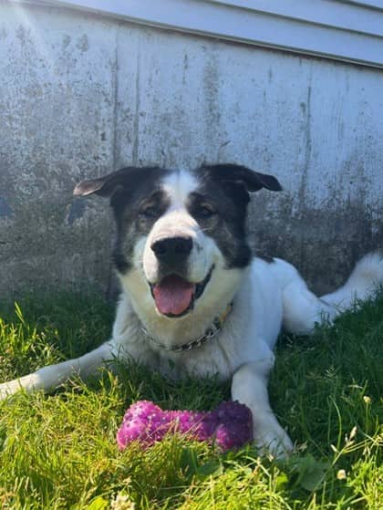 Oliver - Saint Bernard Mix available for adoption