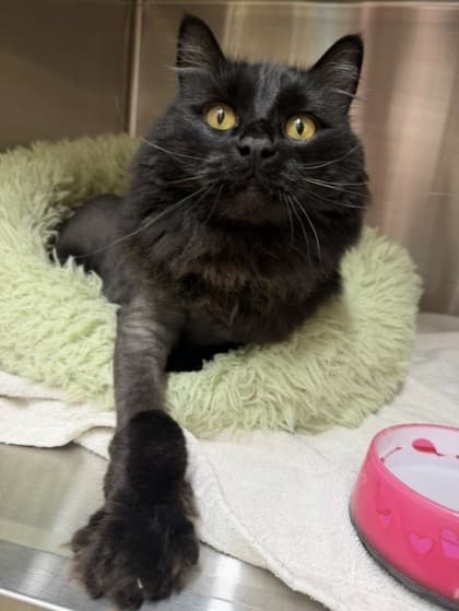 Stormy - Domestic Medium Hair Mix available for adoption