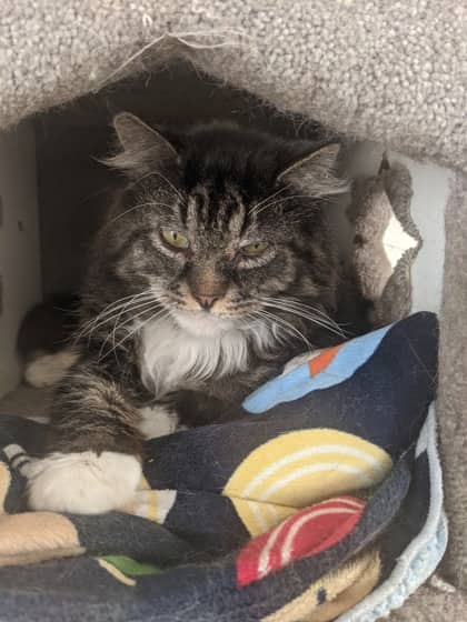Noah * - Domestic Longhair Mix cat available for adoption at Nova Scotia SPCA in Halifax
