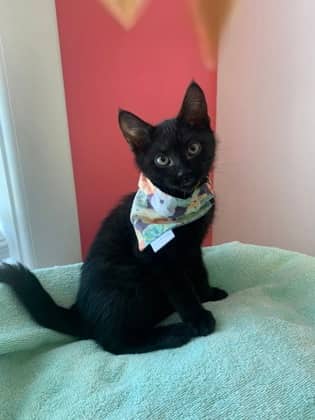 Celsius - Domestic Shorthair Mix cat available for adoption at Nova Scotia SPCA in Halifax