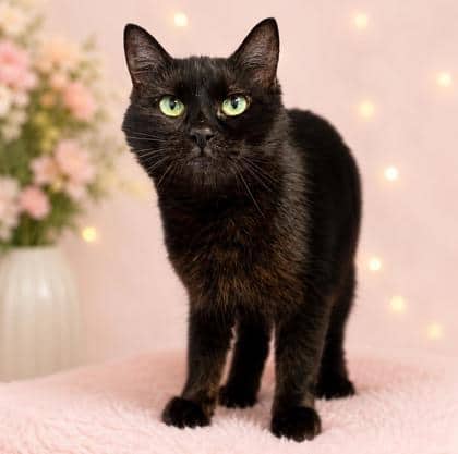 Jasper - Domestic Medium Hair Mix cat available for adoption at Nova Scotia SPCA in Halifax