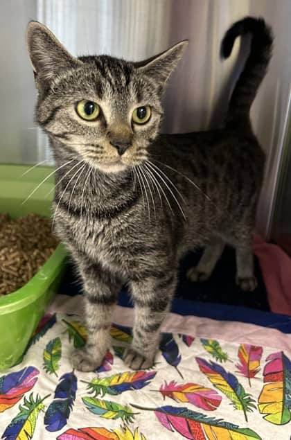 Bathtub - Domestic Shorthair Mix cat available for adoption at Nova Scotia SPCA in Halifax