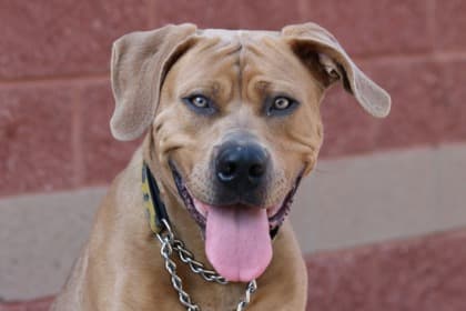 Boris - Mastiff Mix available for adoption